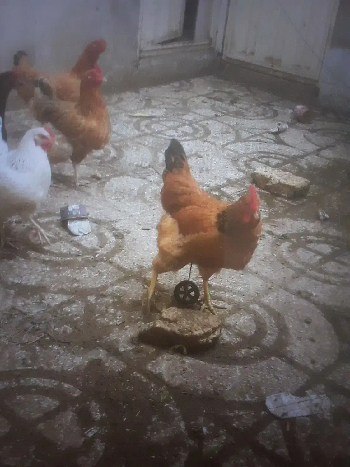 ۱۰ عدد مرغ|حیوانات مزرعه|قزوین, |دیوار