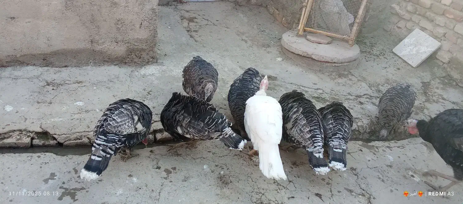 بوقلمودونهیکملیونهرکیخواستزنگبزنه|حیوانات مزرعه|شیروان (لرستان), |دیوار