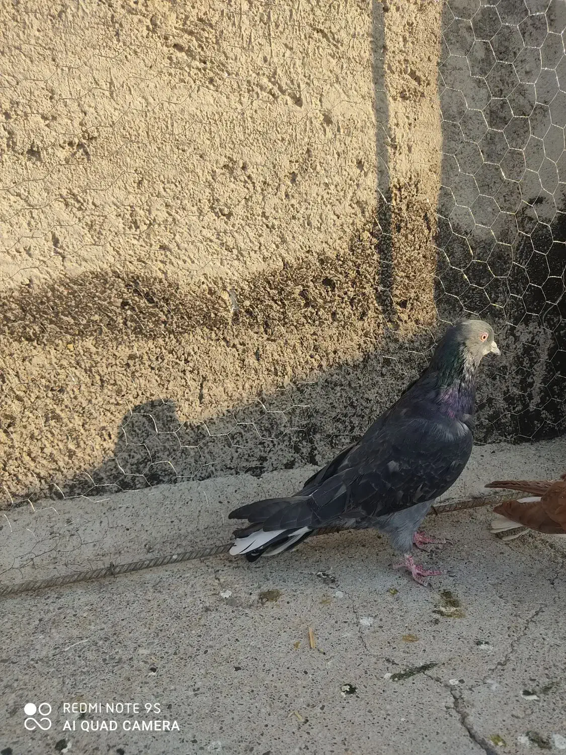 کفتر|پرنده|میانه, |دیوار