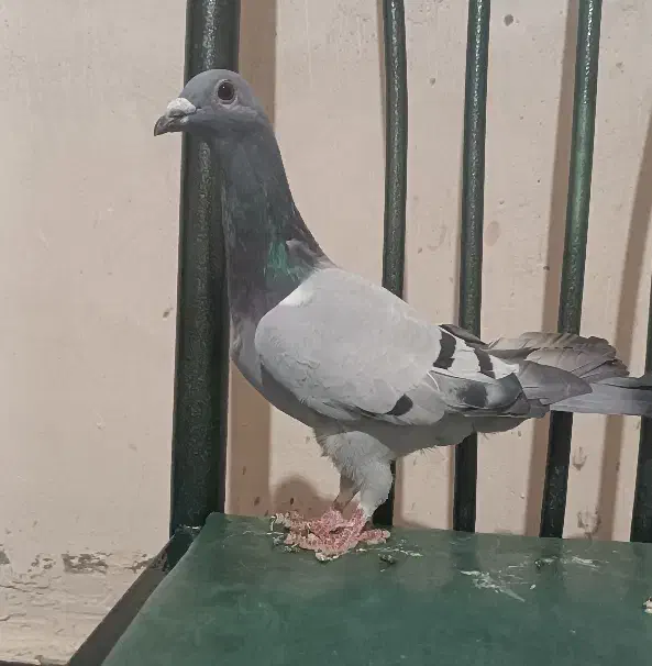 سه تا پرنده فروشی کفتر کبوتر سبز|پرنده|خواف, |دیوار