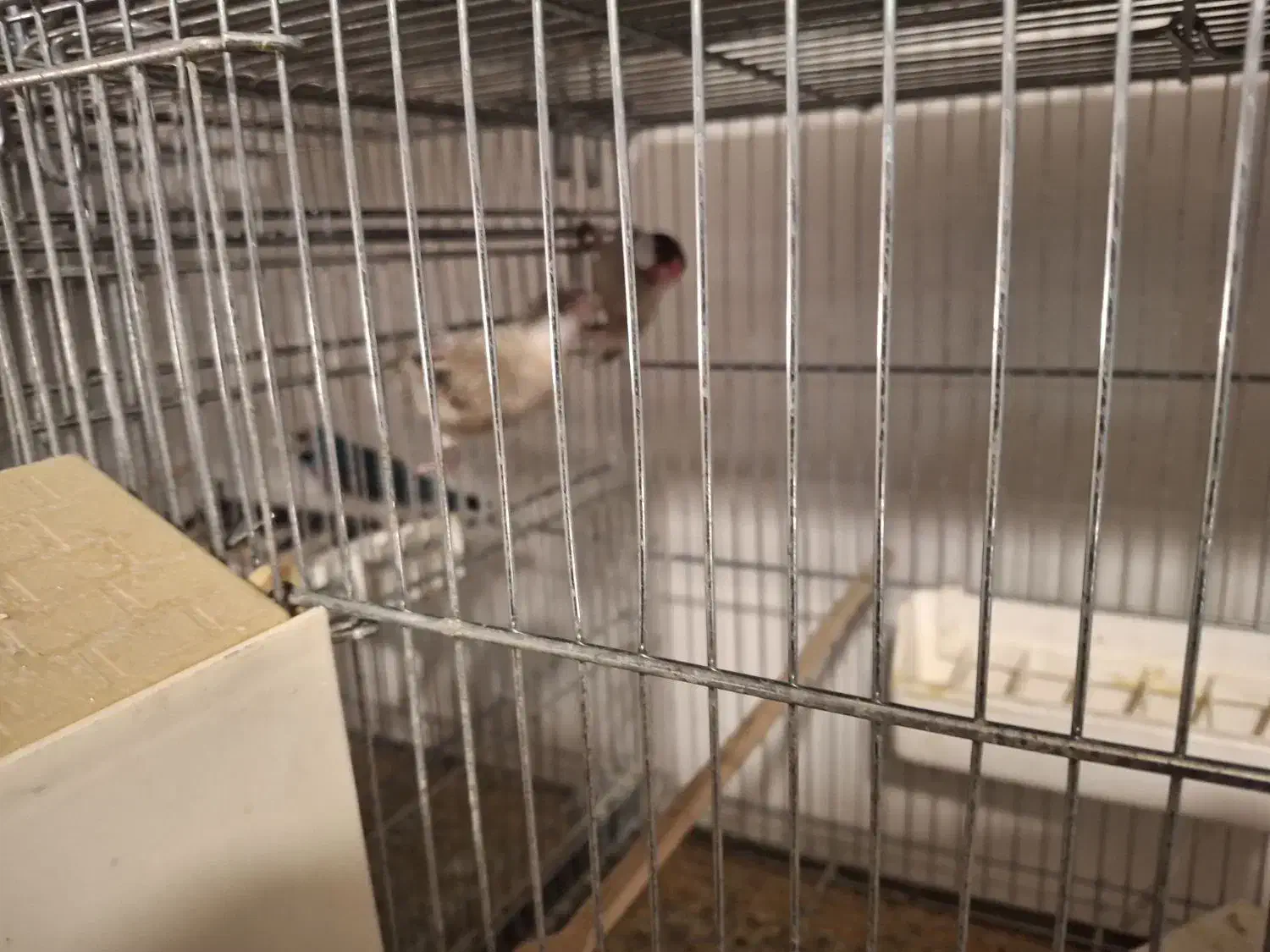 فروش فنچ نرگسی شکلاتی روی تخم|پرنده|سمنان, |دیوار