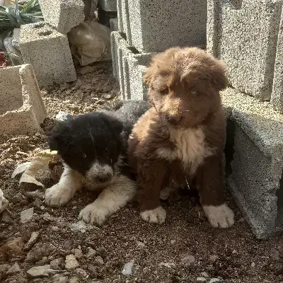 واگذاری سگ|سگ|بن, |دیوار