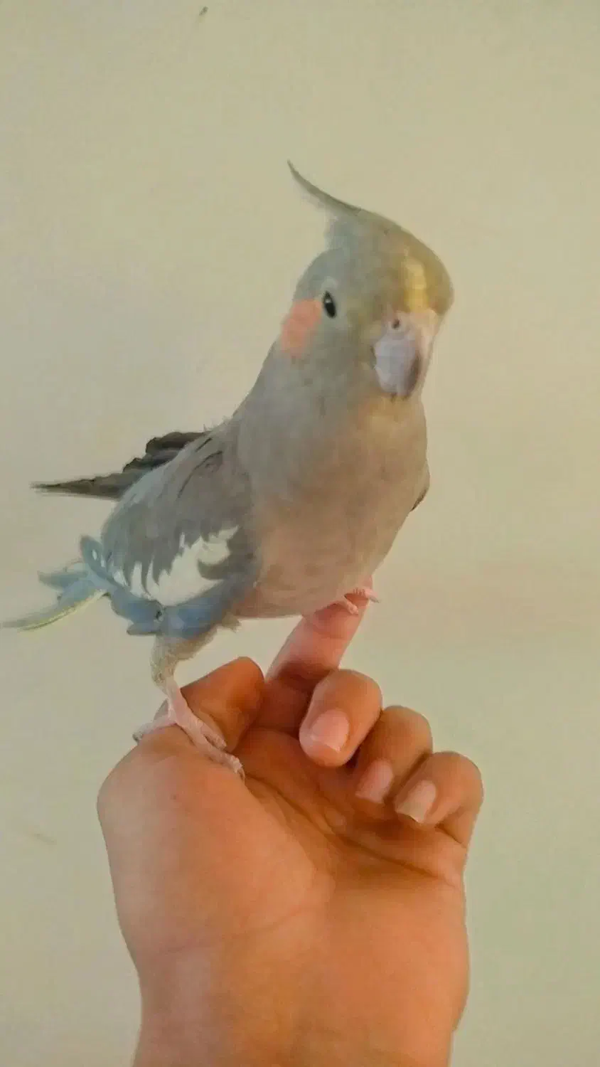 جفت عروس هلندی دستی|پرنده|پاکدشت, کبودگنبد|دیوار