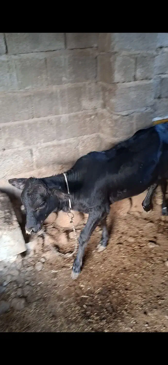 پرو|حیوانات مزرعه|قلعه قاضی, |دیوار