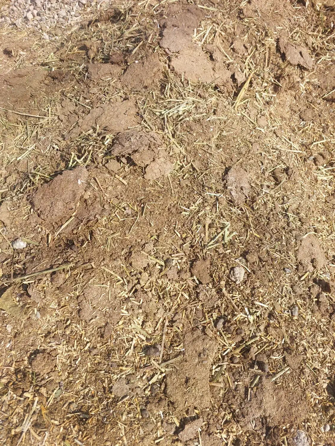 کود گوسفندی|گل و گیاه طبیعی|جیرفت, |دیوار