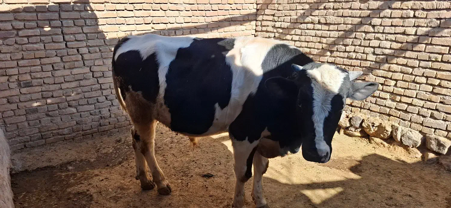گوساله نر پروار شده|حیوانات مزرعه|اقلید, |دیوار