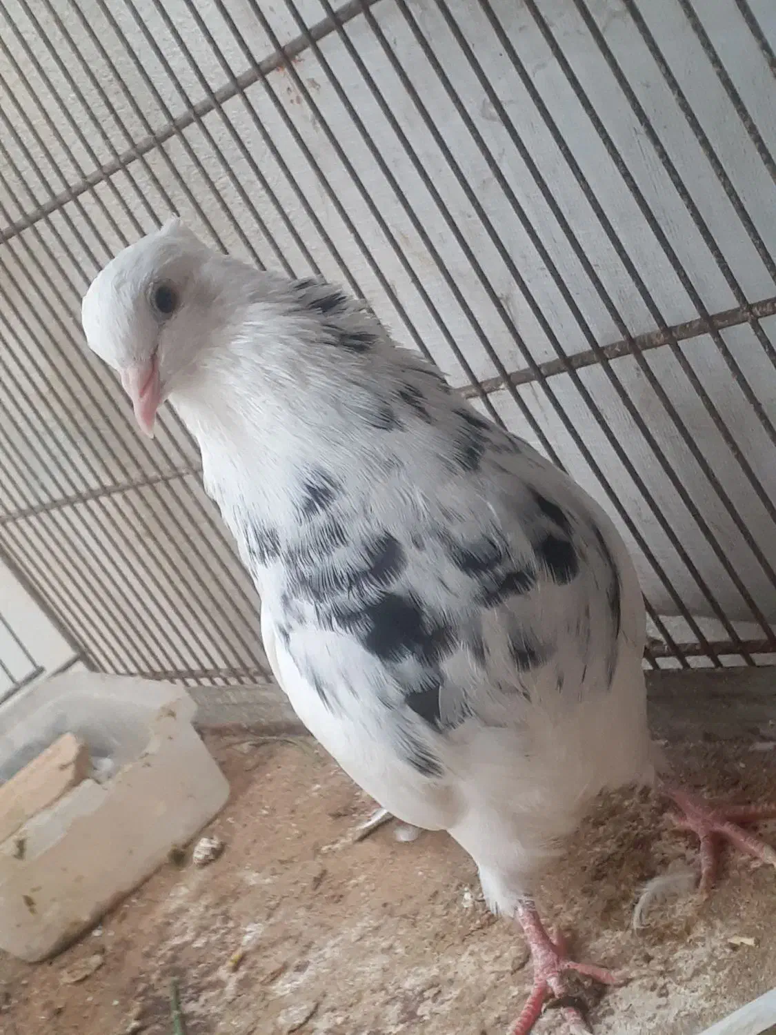 کبوتر کفتر|پرنده|قشم, |دیوار