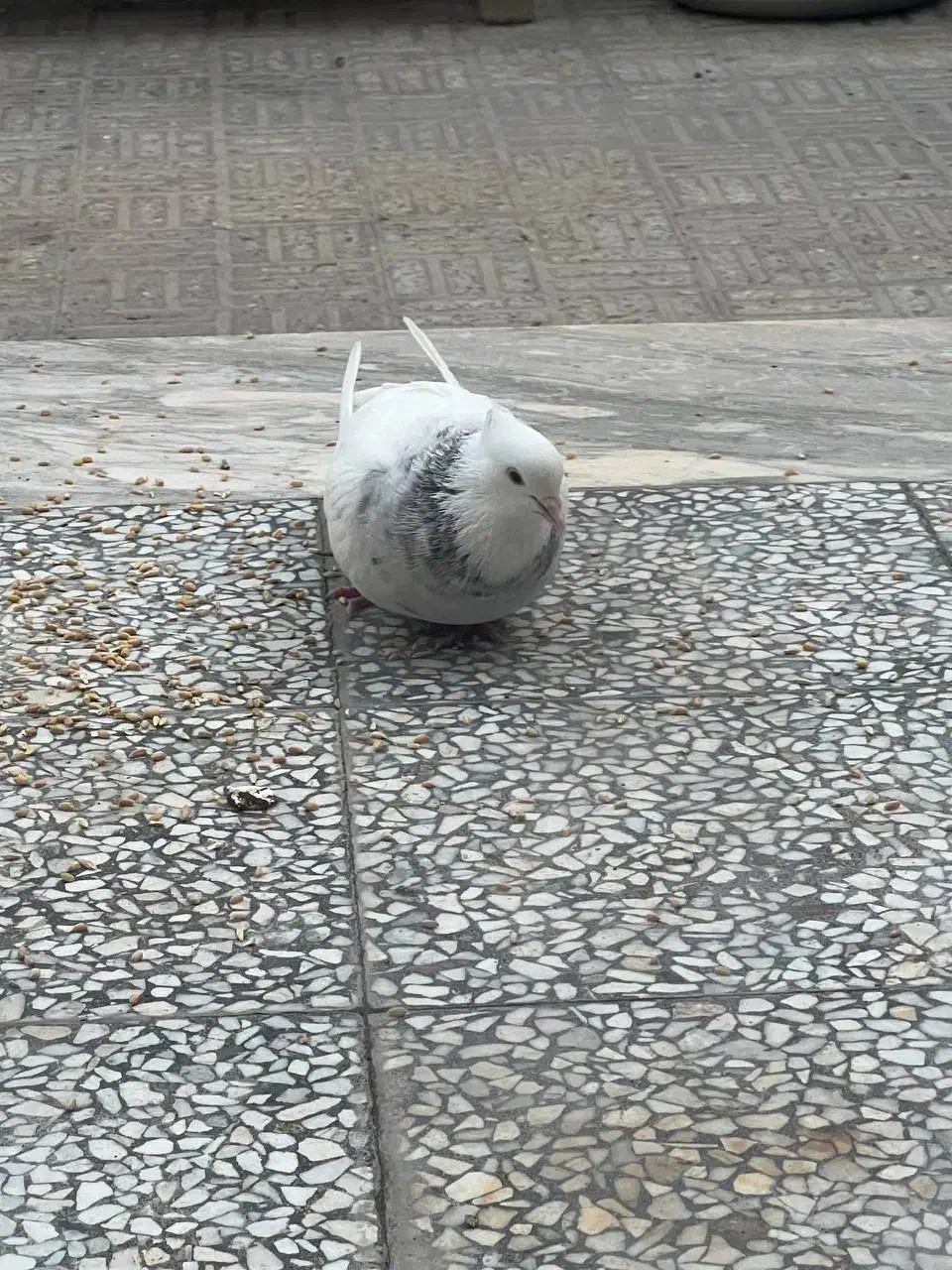 طوقی|پرنده|اصفهان, ملکشهر|دیوار