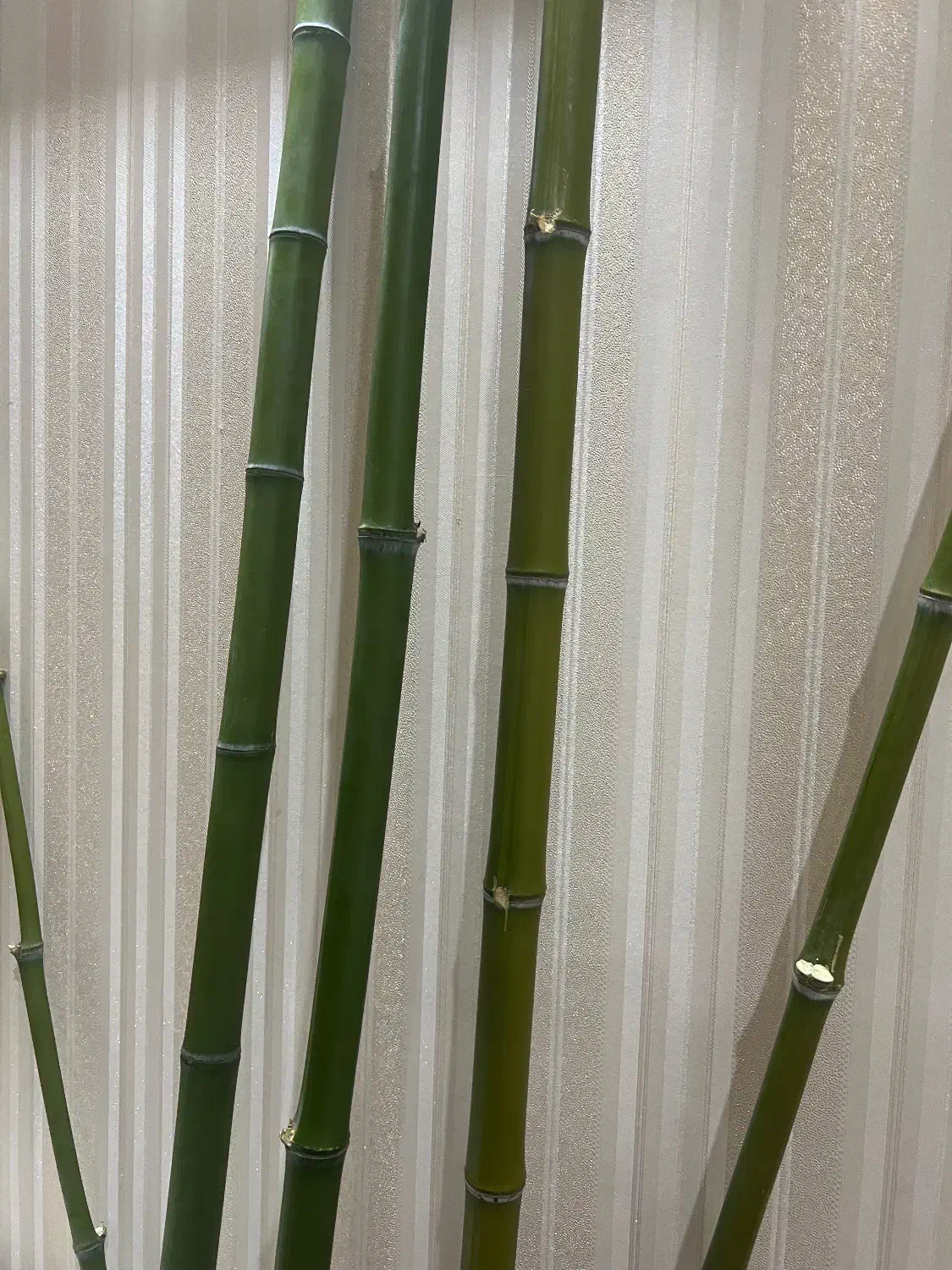 نی بامبو|گل و گیاه طبیعی|تهران, خواجه نظام الملک|دیوار