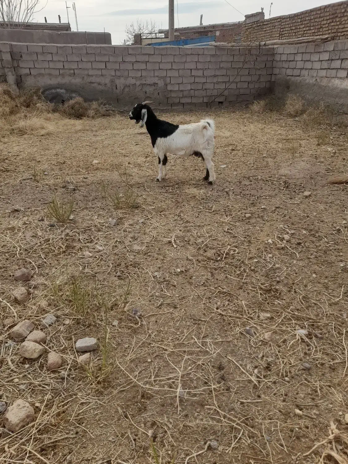 بز آبستن|حیوانات مزرعه|سبزوار, قصبه شرقی|دیوار