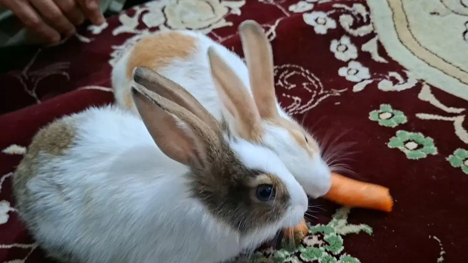 خرگوش زیبا|موش و خرگوش|اشتهارد, |دیوار