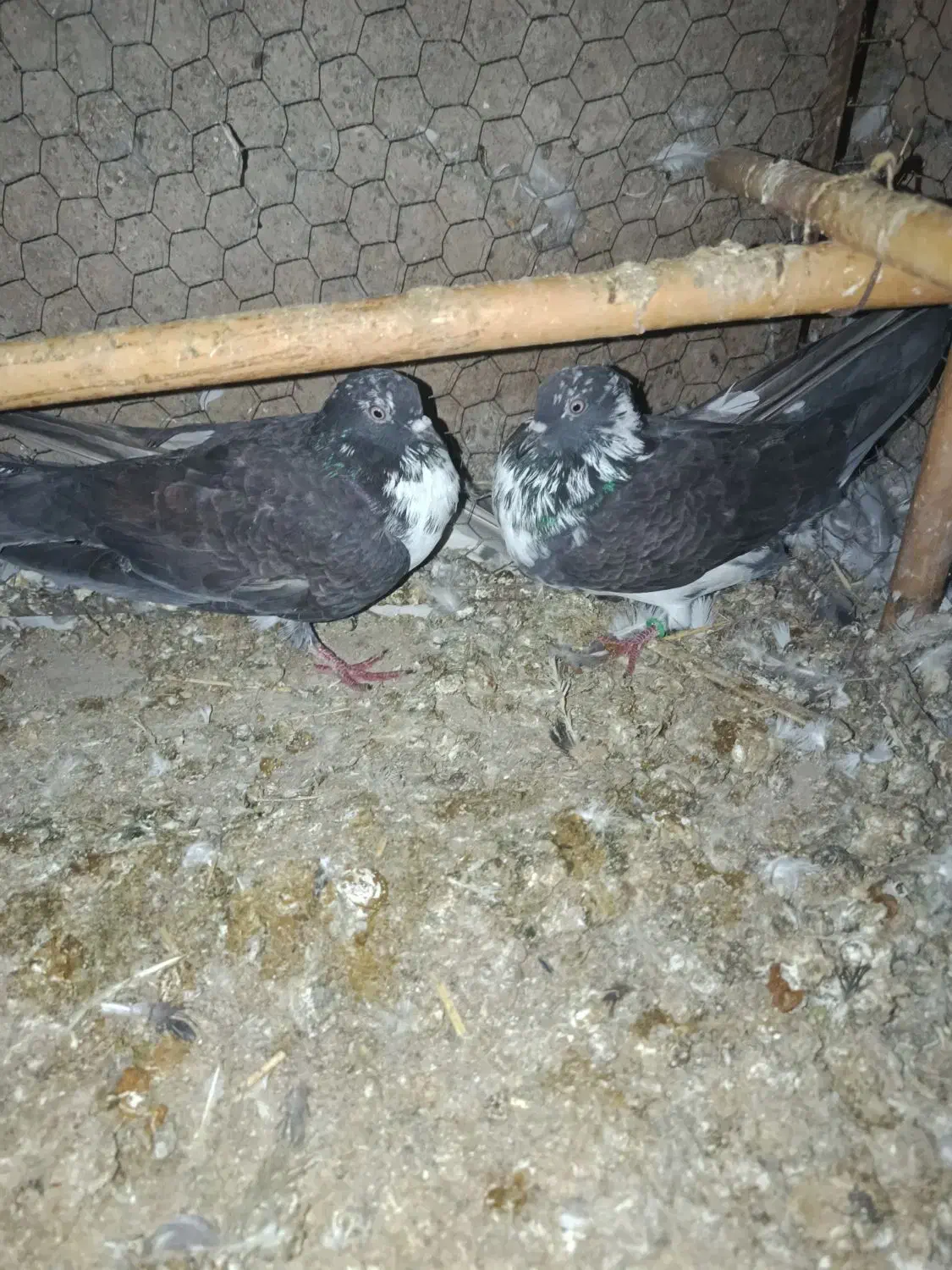 کبوتر تهرانی|پرنده|رشت, توشیبا|دیوار