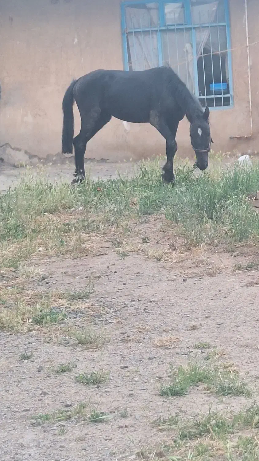 اسب نریان کرد|اسب و تجهیزات اسب‌سواری|قزوین, |دیوار