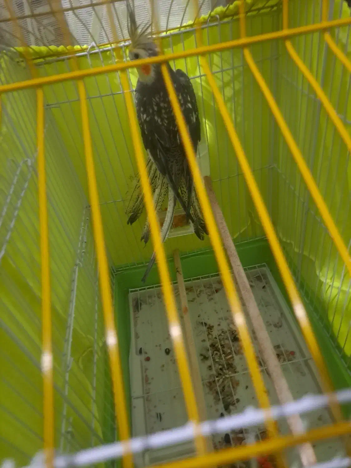 عروس هلندی|پرنده|میانه, |دیوار