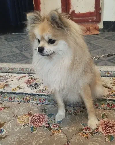 فروش سگ خانگی شناسنامه دار واکسینه خورده|سگ|زابل, |دیوار