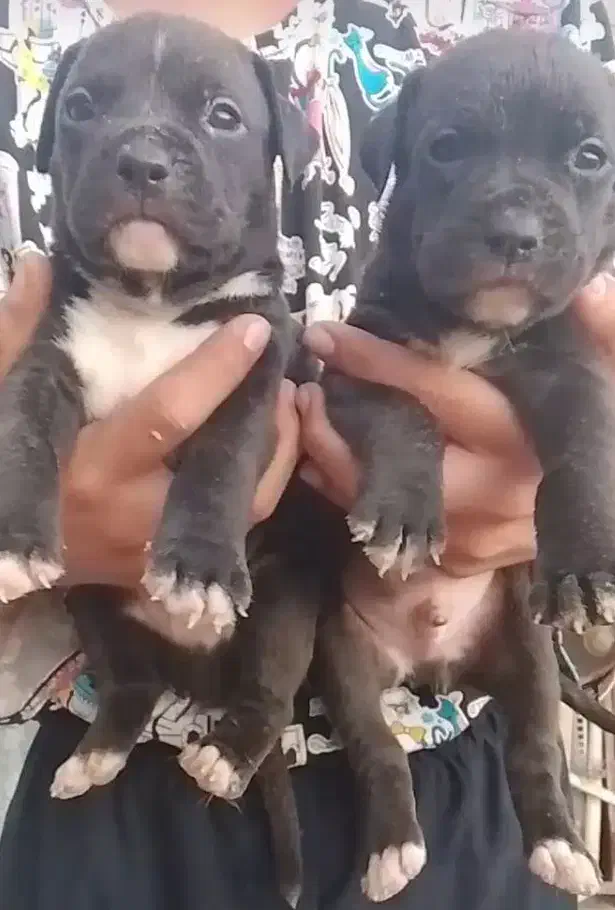 پیت بول مشکی شناسنامه دار نگهبان سفت سفت|سگ|کاشان, راوند|دیوار