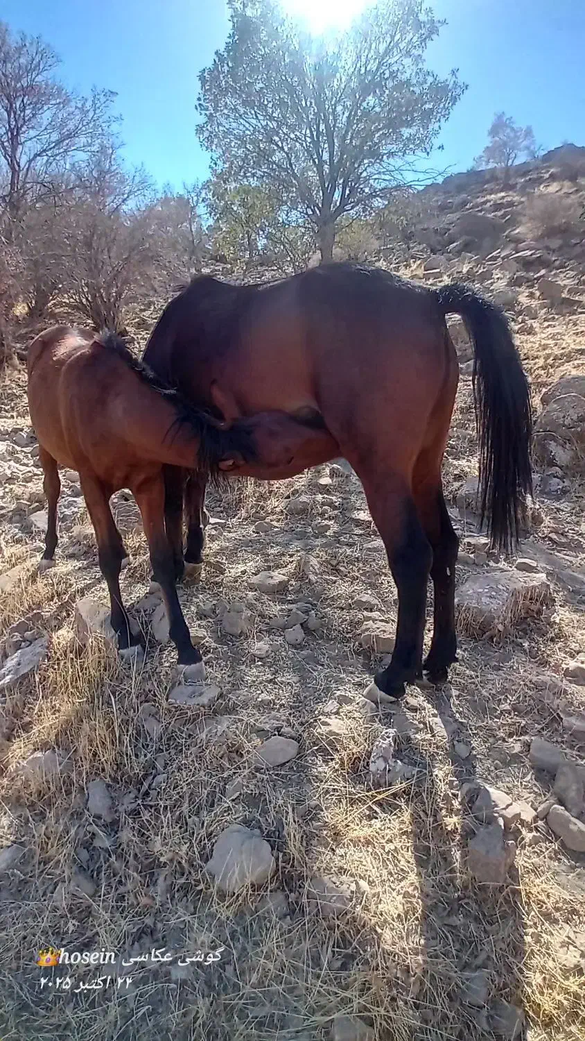 مادیون وکره ویک اسب|اسب و تجهیزات اسبسواری|خرمآباد, |دیوار