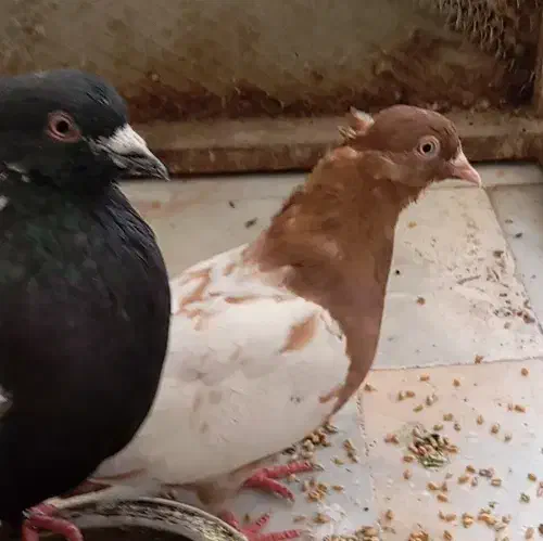 کبوتر|پرنده|کوهسرخ, |دیوار