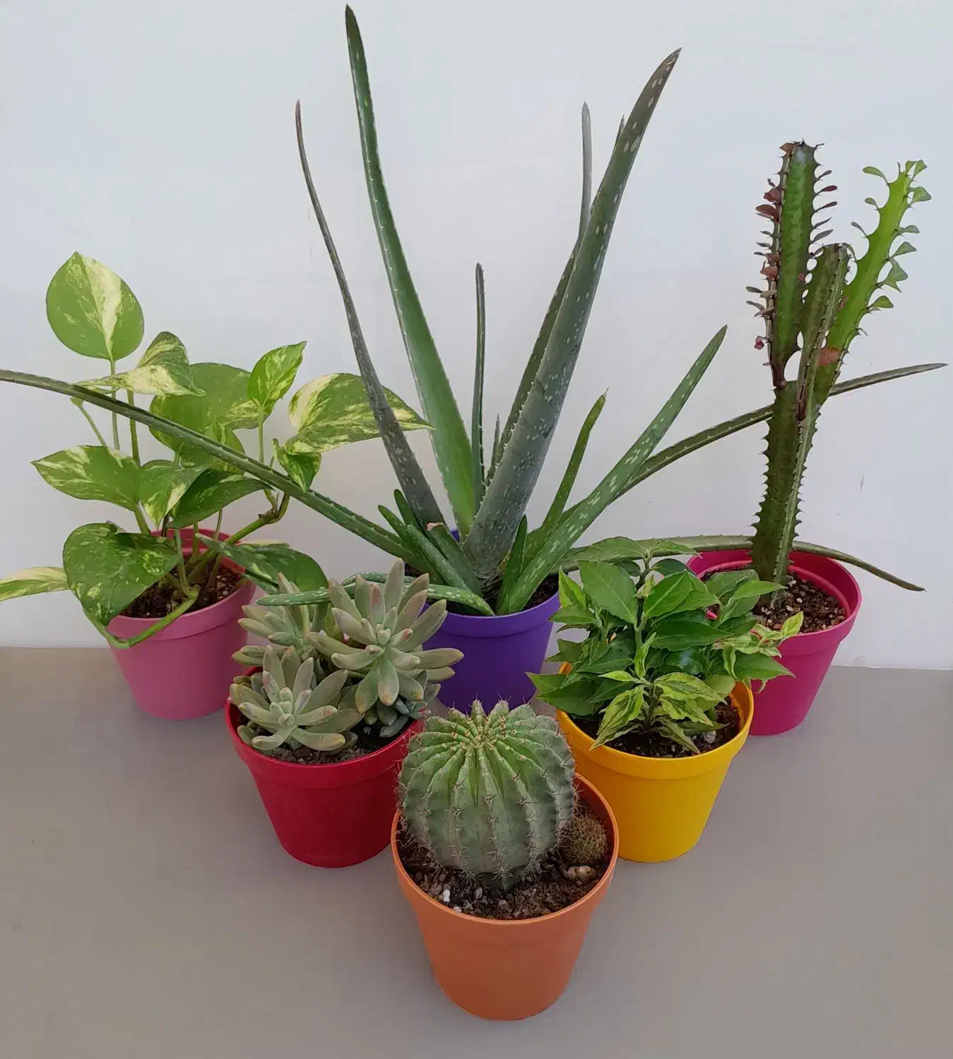 گل وگیاه|گل و گیاه طبیعی|تهران, مجیدیه|دیوار