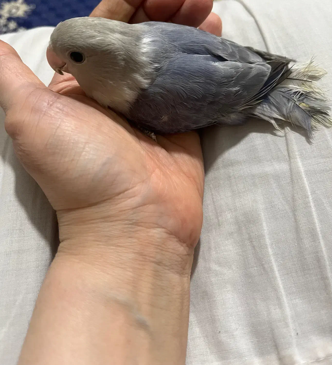 طوطی برزیلی|پرنده|تهران, شهرک شریعتی|دیوار