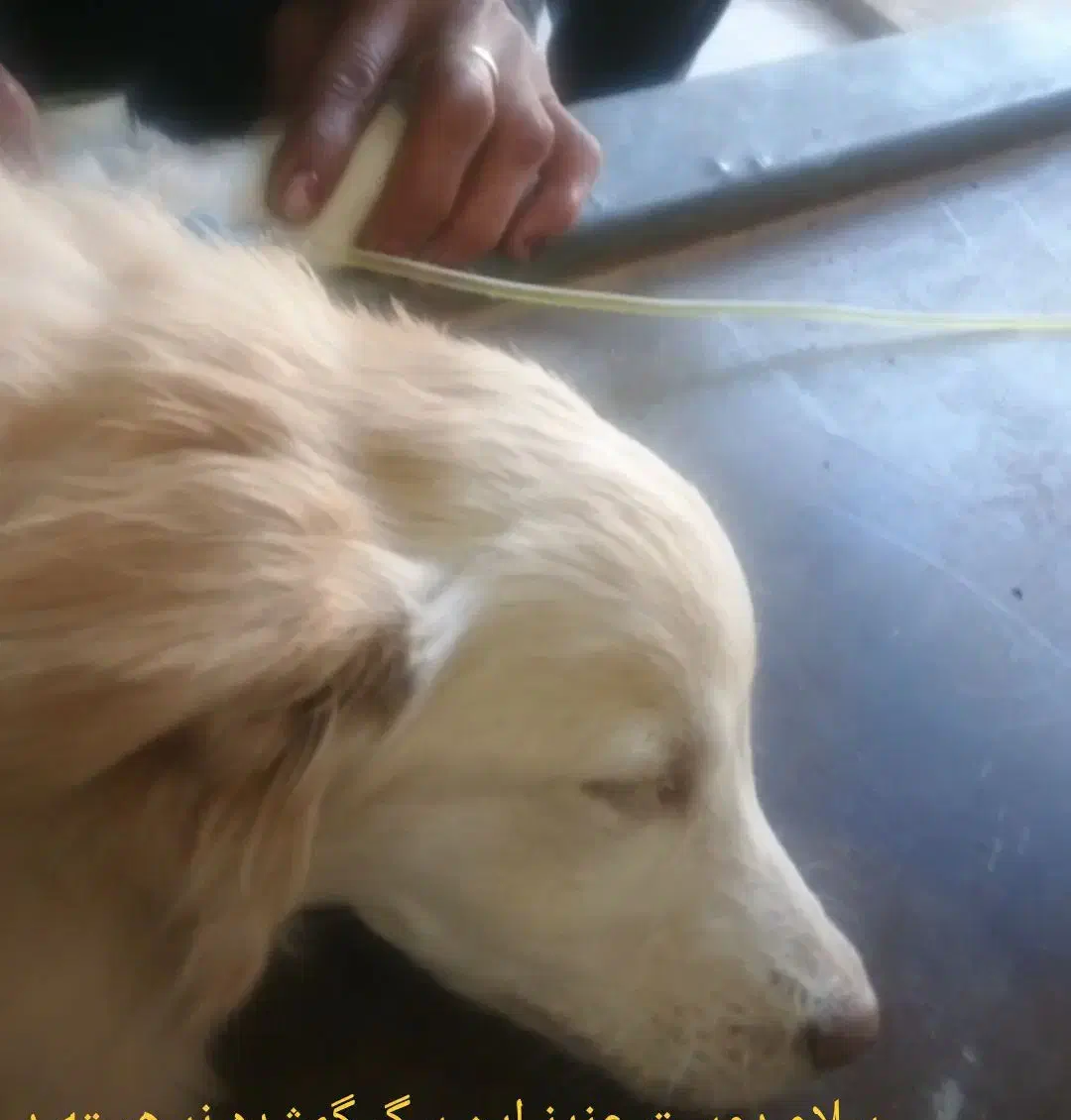 گمشده سگ|حیوانات|زابل, |دیوار