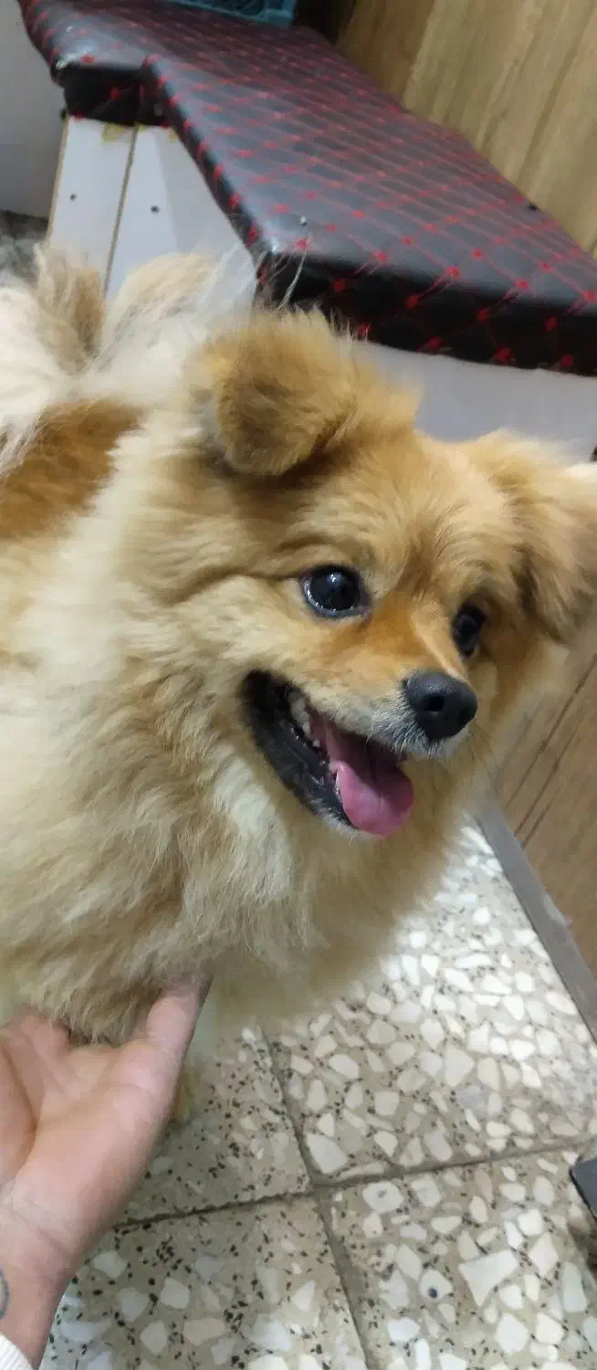 سگ پامرانین پوزه روباهی|سگ|شازند, |دیوار