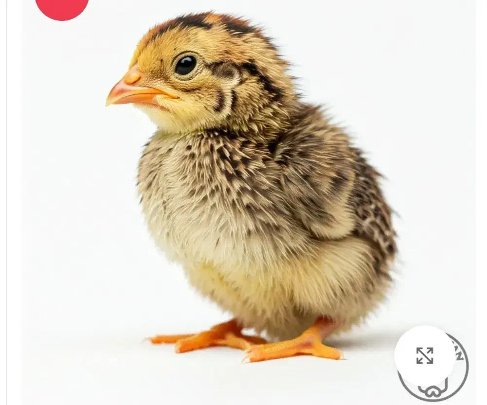 جوجه بلدر چین ۳ روزه|حیوانات مزرعه|گنبد کاووس, |دیوار