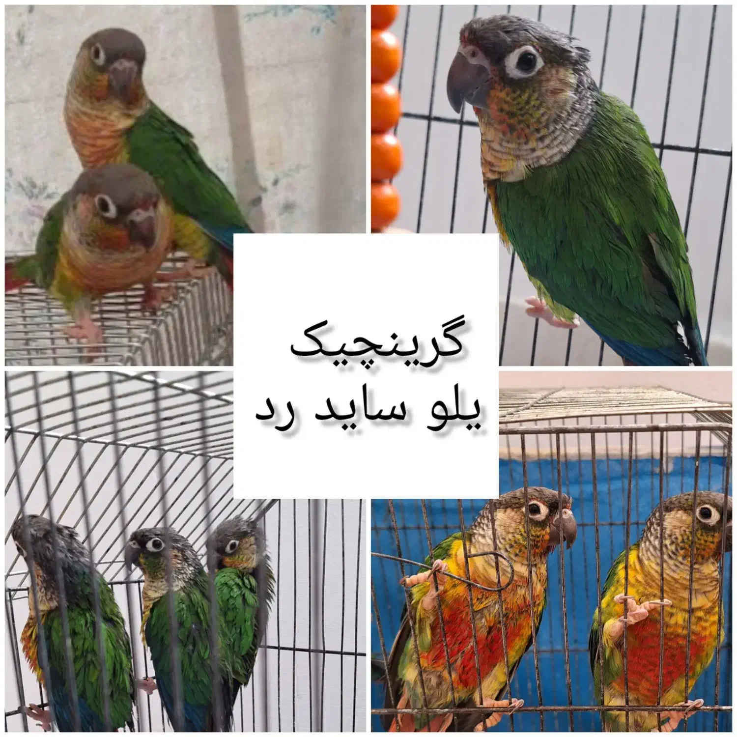 طوطی گرینچیک|پرنده|خمینی‌شهر, |دیوار