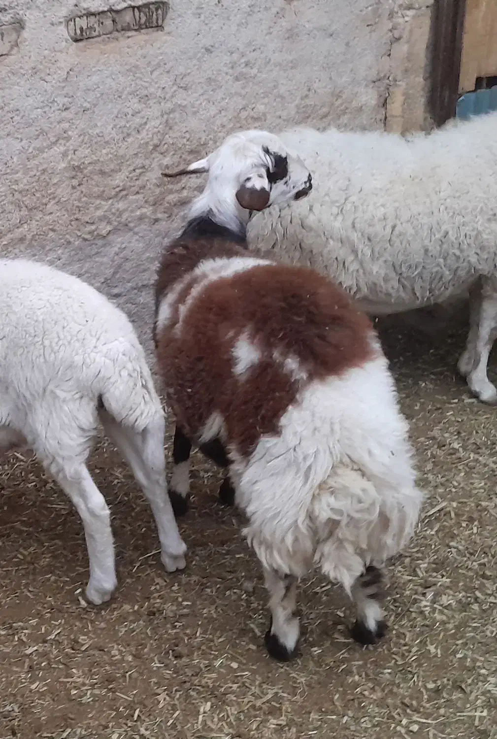 بره افشاری|حیوانات مزرعه|اردکان, |دیوار