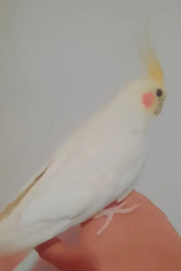 عروس هلندی دستی|پرنده|شیراز, شهرک مدرس|دیوار