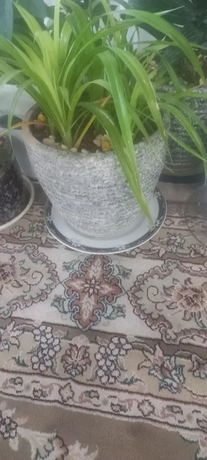 ظرف|سرویس روتختی|آزادشهر, |دیوار