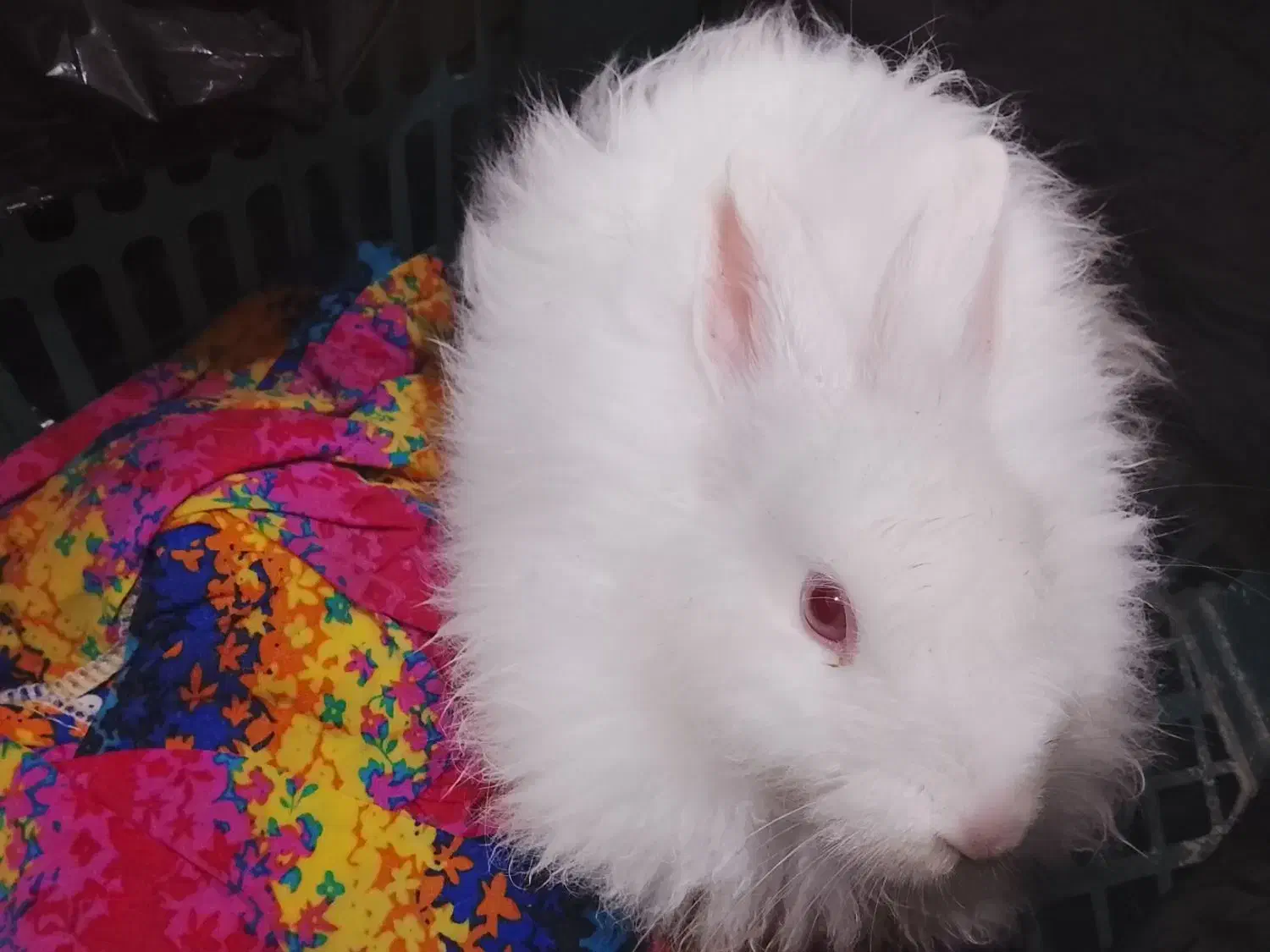 خرگوش|موش و خرگوش|مهاباد (آذربایجان غربی), |دیوار