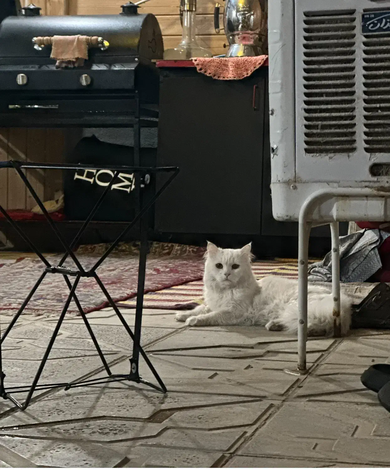 گربه گم شده|حیوانات|بجنورد, |دیوار