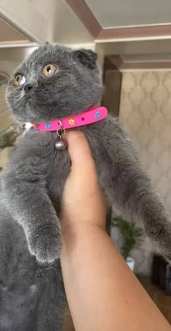 اسکاتیش دل فولد بلو|گربه|قائمشهر, |دیوار