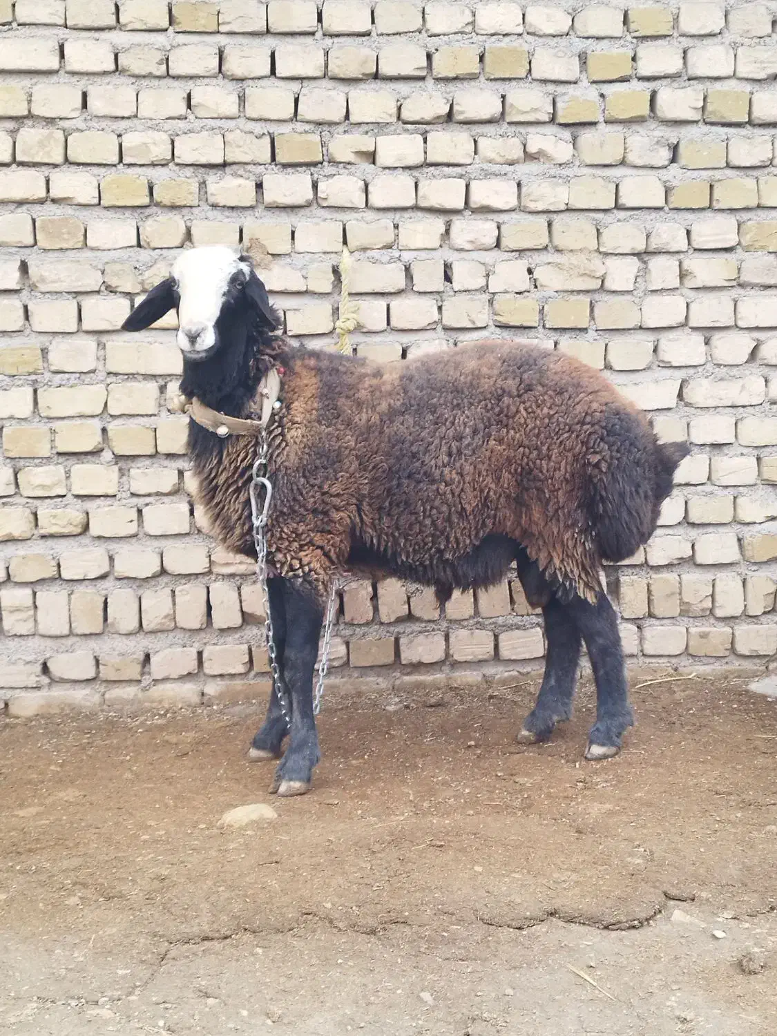 قوچ شال|حیوانات مزرعه|دشتابی, |دیوار