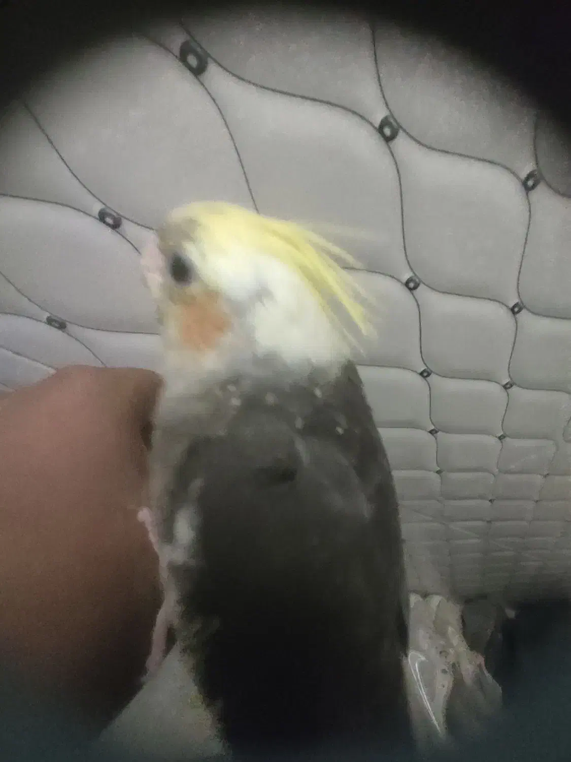 عروس هلندی دونه خور|پرنده|اردکان, |دیوار