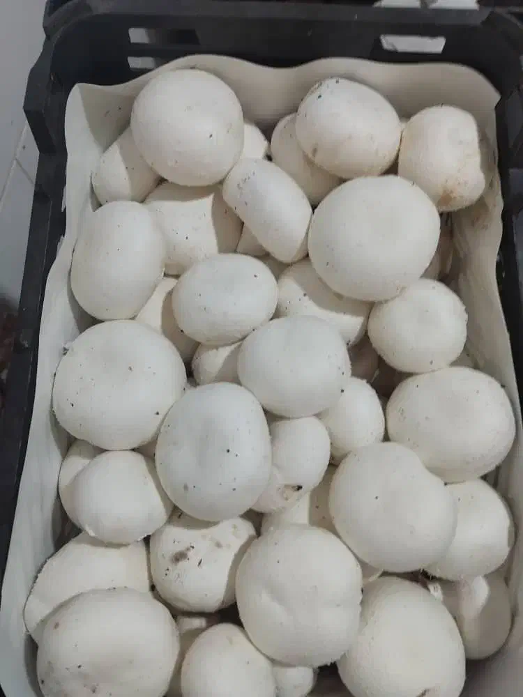 قارچ سوپر تمیز|عمدهفروشی|کرمانشاه, |دیوار