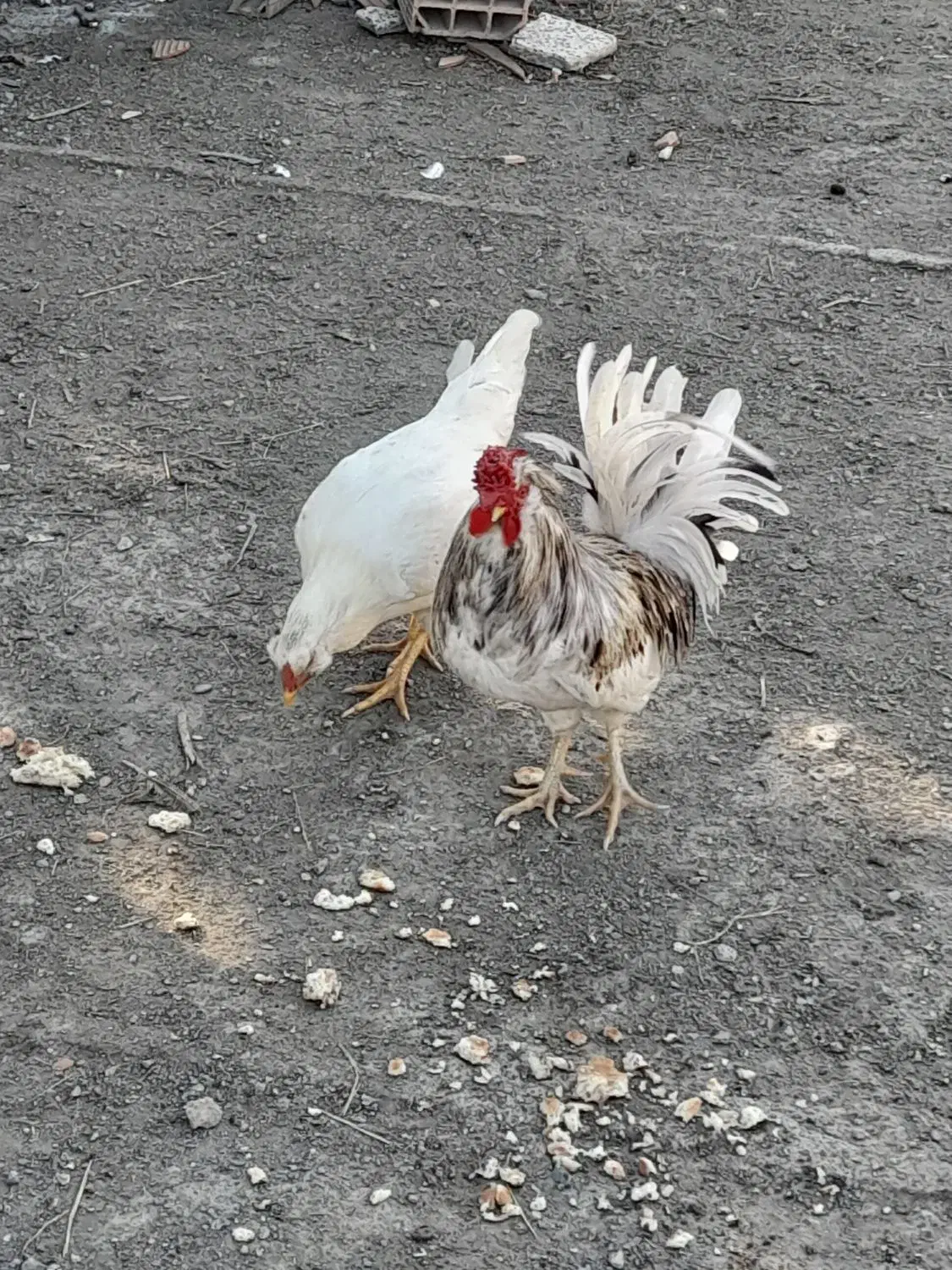 خروس گلین|حیوانات مزرعه|سرخنکلاته, |دیوار