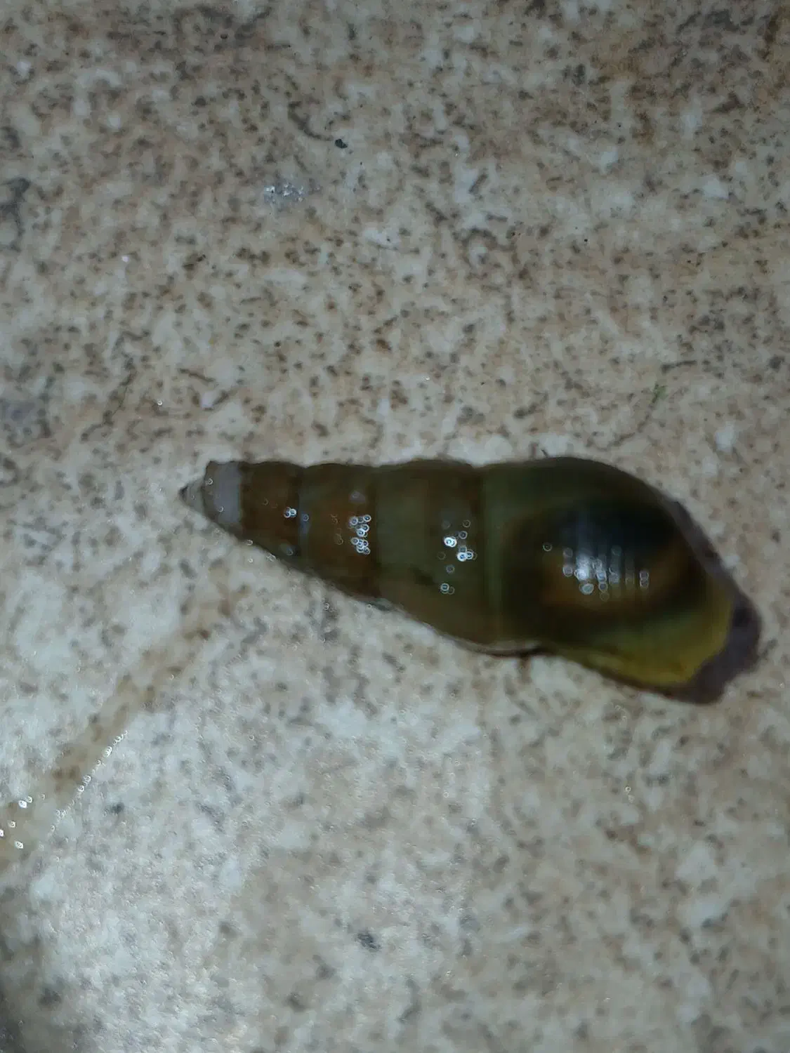 حلزون آکواریوم|ماهی|رشت, حمیدیان|دیوار