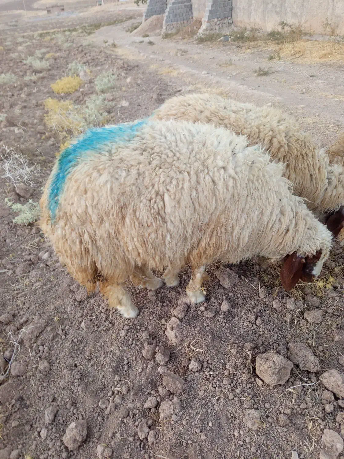 بره پروارچاق از40کیلوتا55کیلو|حیوانات مزرعه|چرداول, |دیوار