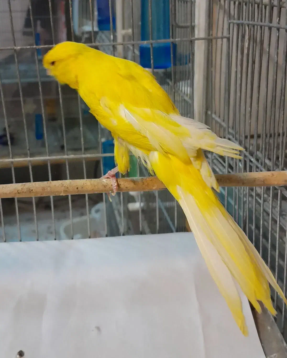 قناری رسمی.سوپر.پرستار|پرنده|تهران, امین حضور|دیوار