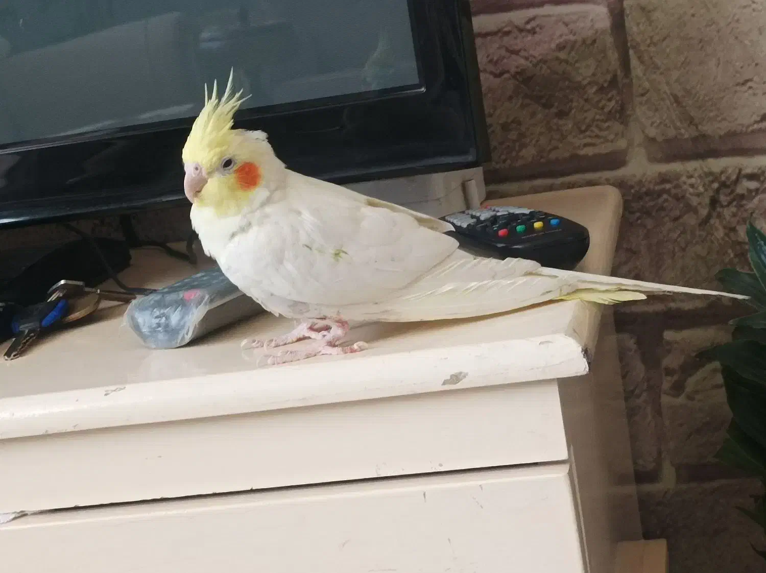 عروس هلندی|پرنده|مشهد, ابوذر|دیوار