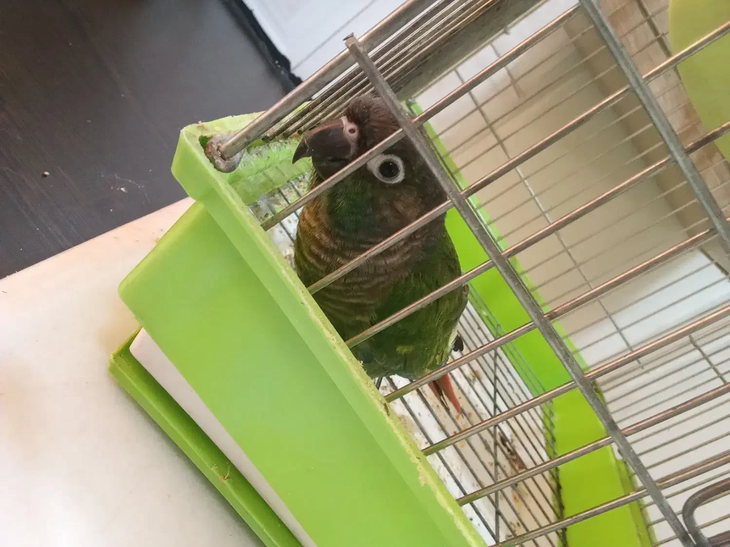 گیرینچیک|پرنده|تهران, تهرانپارس غربی|دیوار