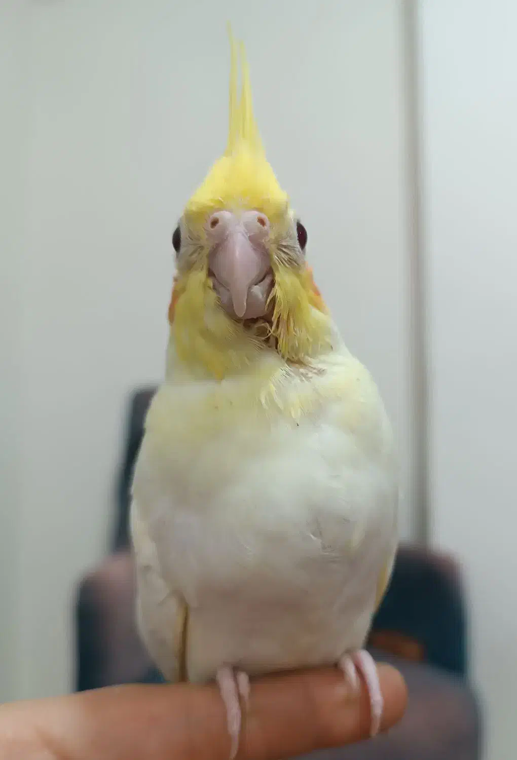 یک جفت عروس هلندی مولد و 2تا جوجه|پرنده|رباطکریم, رباطکریم|دیوار