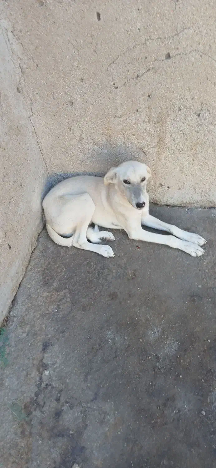 ۲ عدد سگ|سگ|خرمشهر, |دیوار