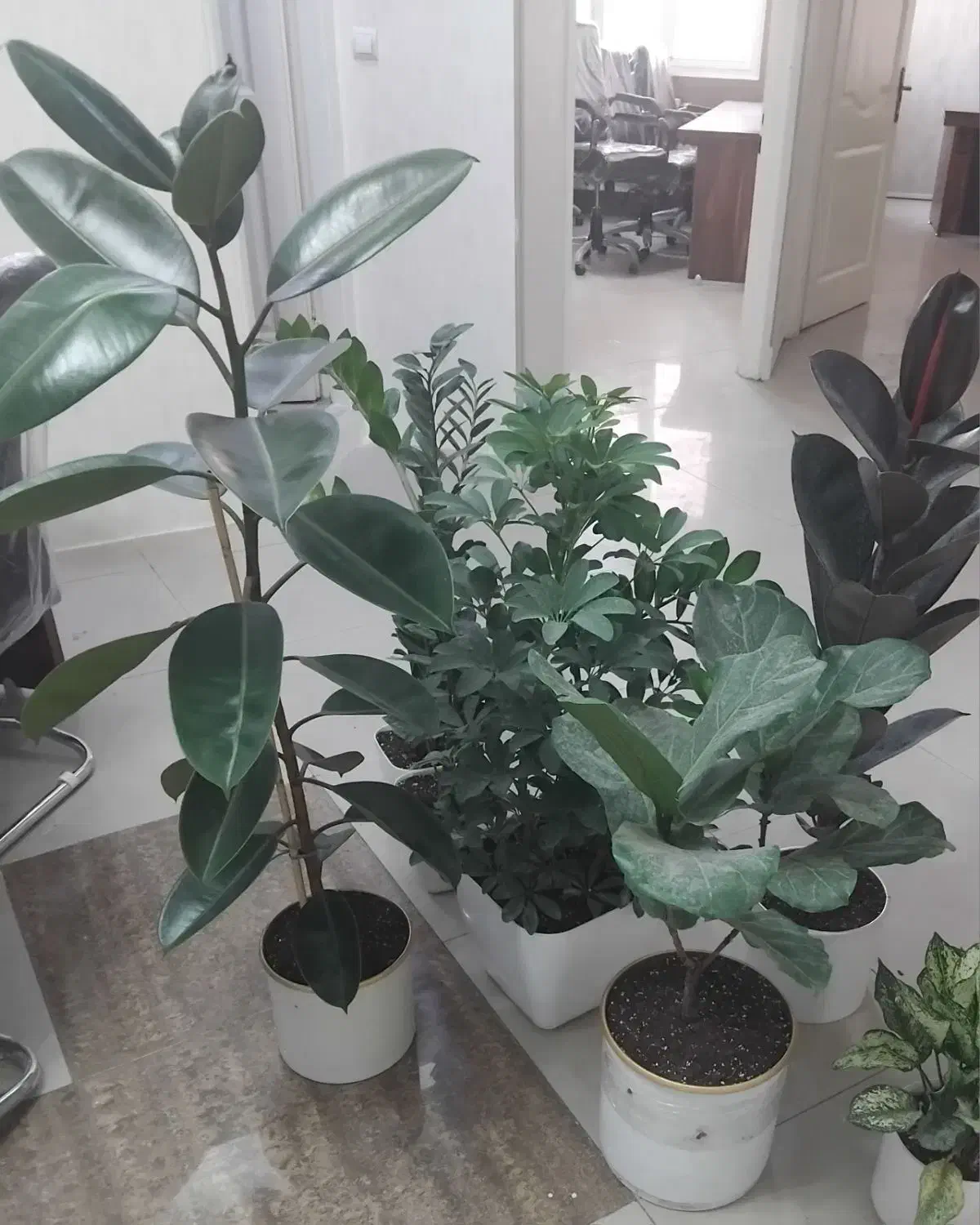 خدمات باغبانی گل گیاه آپارتمانی  گل کاری سمپاشی|خدمات باغبانی و درختکاری|تهران, تجریش|دیوار