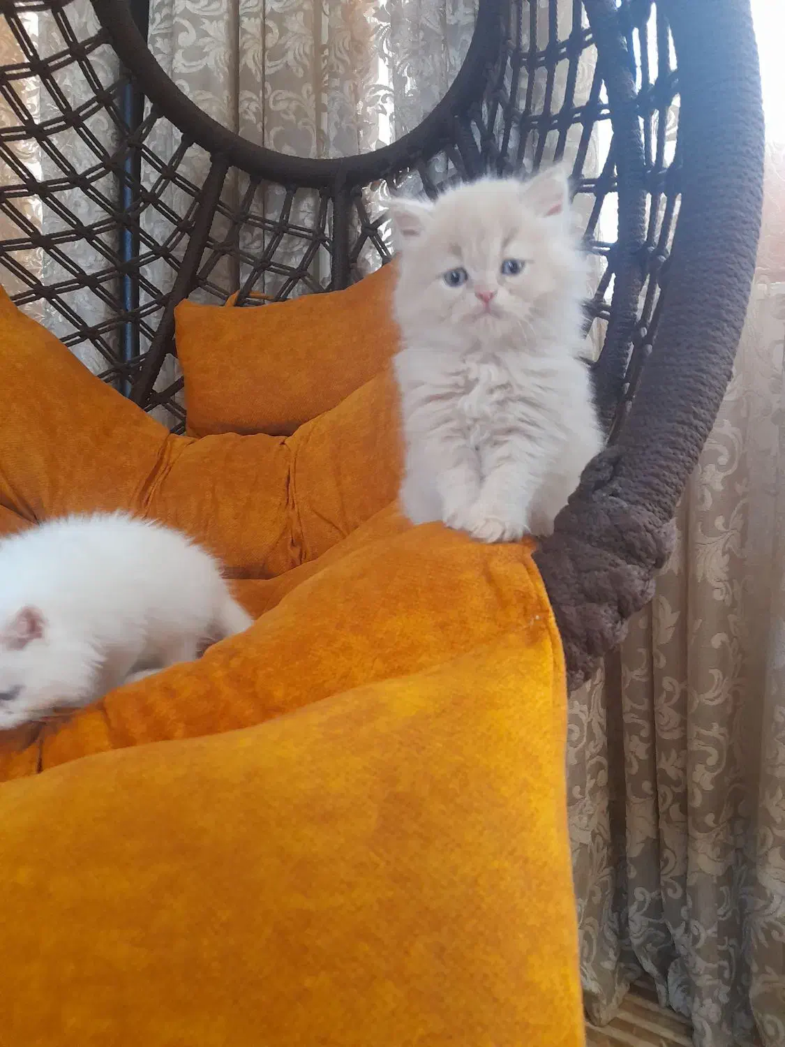 گربه پرشین|گربه|زارچ, |دیوار