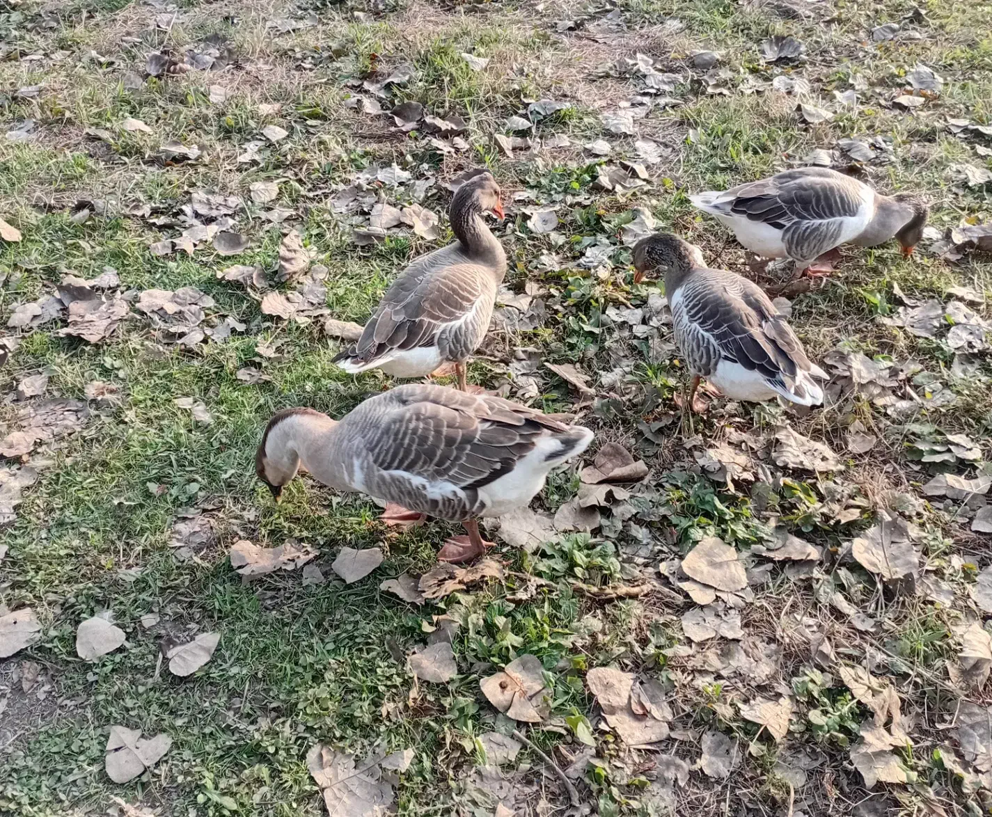 حیوانات مزرعه|حیوانات مزرعه|سیاهکل, |دیوار