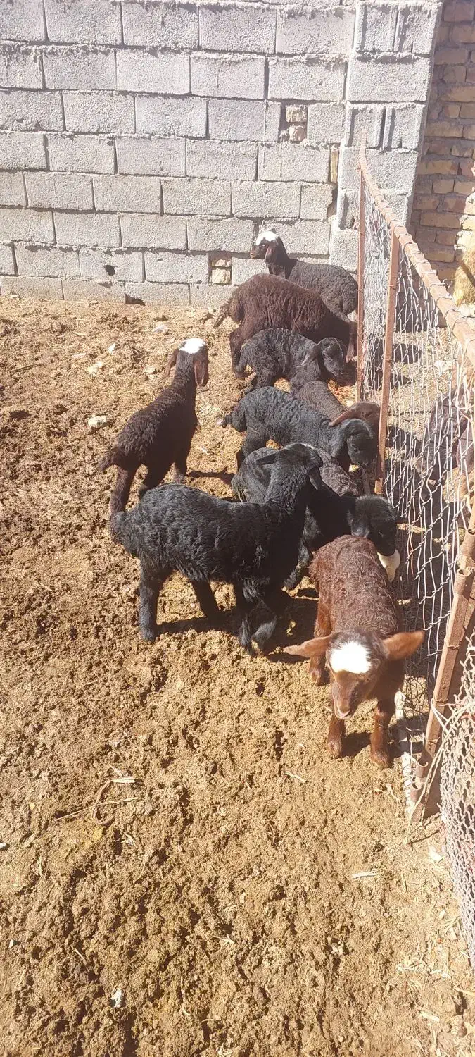 میش و بره|حیوانات مزرعه|اراک, |دیوار