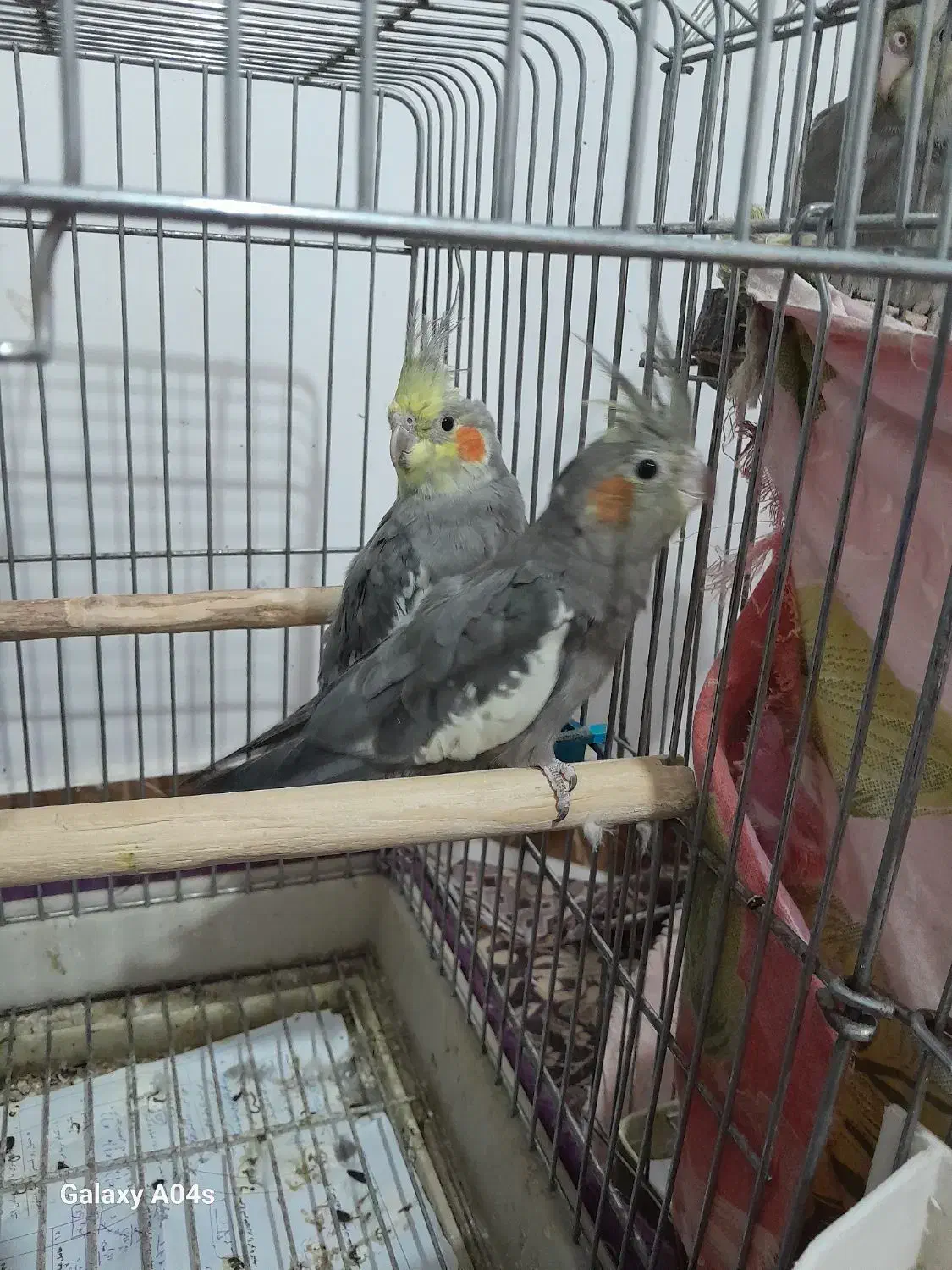 عروس هلندی|پرنده|اردبیل, |دیوار